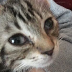 Meet your Posher, Atticus